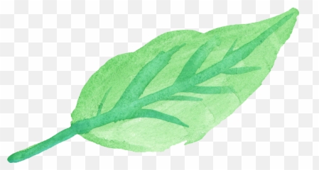 10 Watercolor Leaf Transparent - Green Png