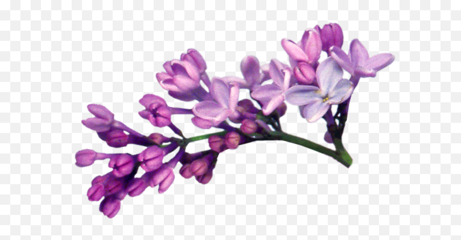 Download Lilac Png File - Transparent Lilac Flower Png,Lilac Png