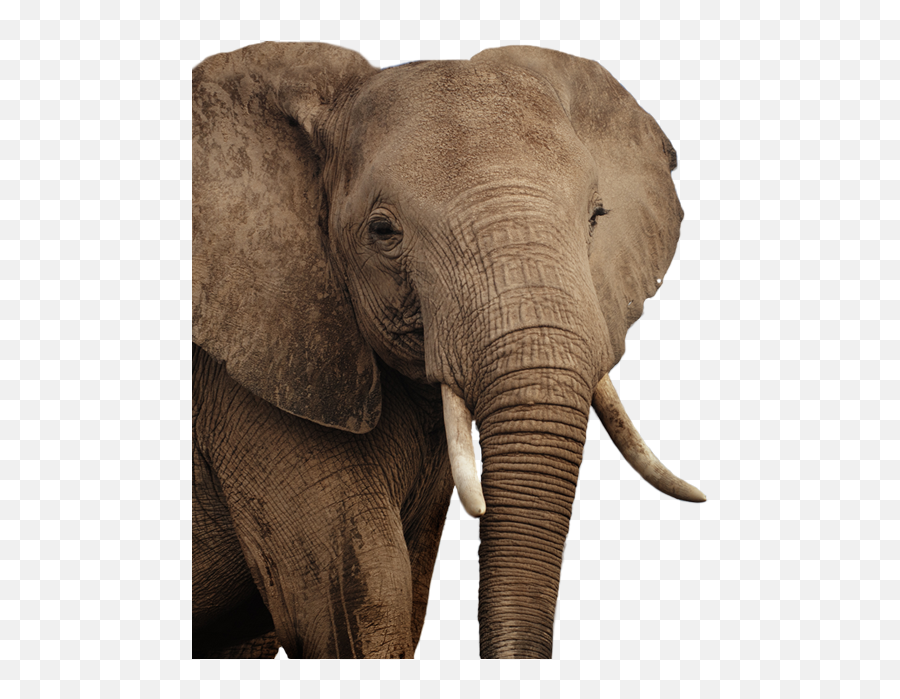 Elephant Png - Indian Elephant,Elephant Transparent Background