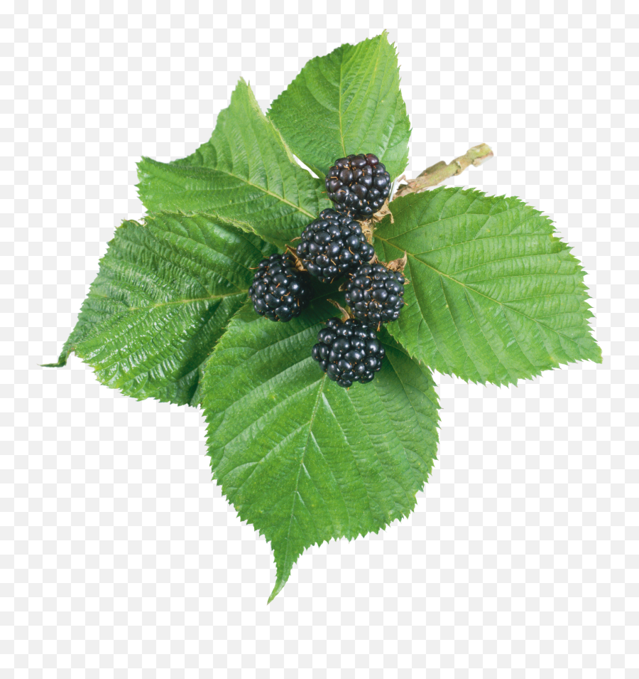 Blackberry Png - Blackberry Leaf Png,Blackberries Png