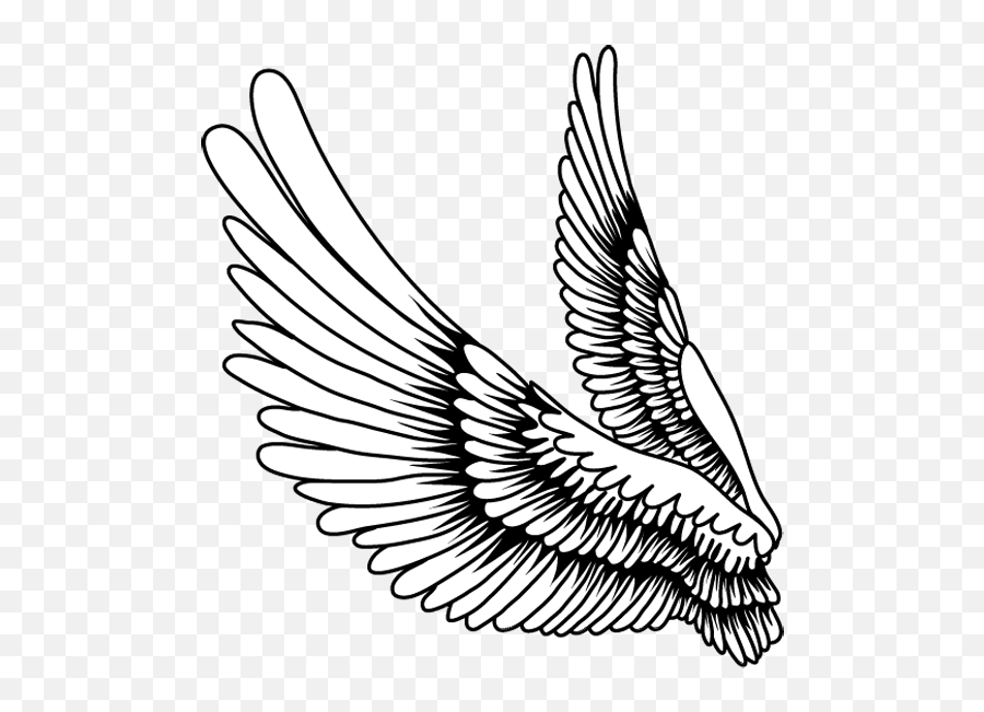 Bird Wings Png Images Free Transparent - Bird Feather Art Drawing,Bird Wings Png