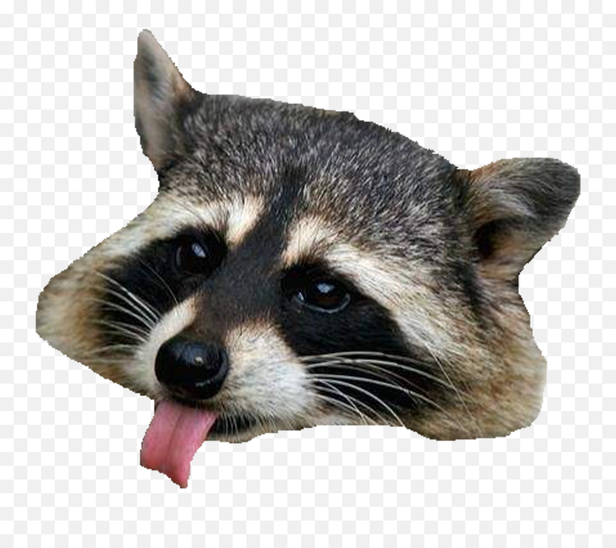 Free Transparent Raccoon Png Download - Raccoon Head No Background,Racoon Icon