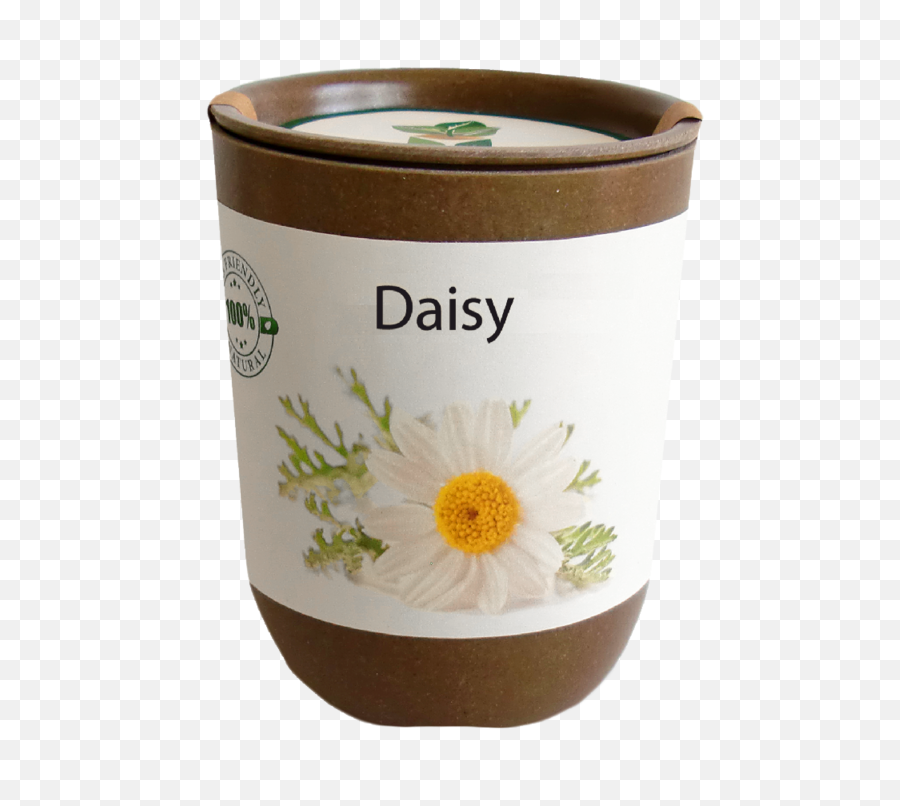 Daisy Png Transparent