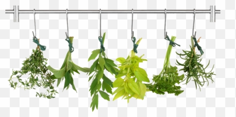 Herb Png Pic - Transparent Background Herbs Clipart,Herbs Png