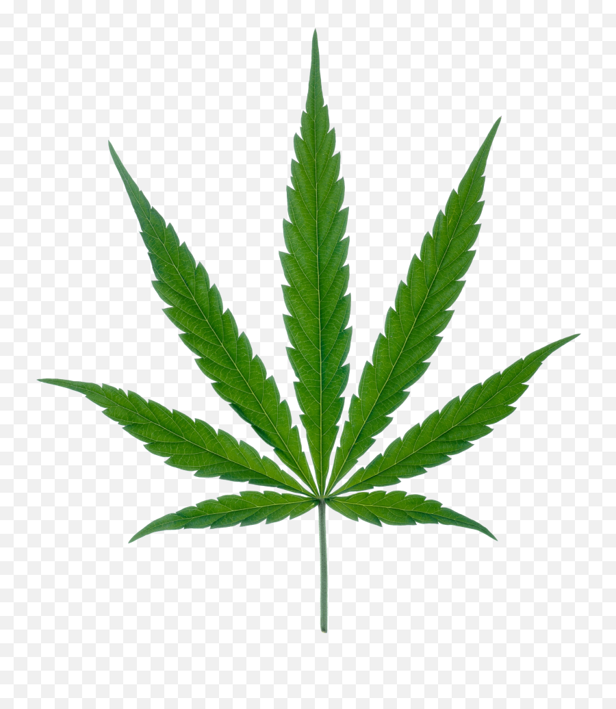 Download Weed Png - Weed Plant,Weed Transparent Background