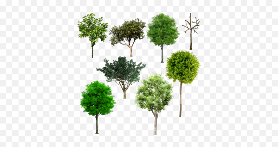 Download Tree Plan Png Browse U003e Flowers U0026 Trees Mix - Alberi Da Frutto Psd,Trees In Plan Png