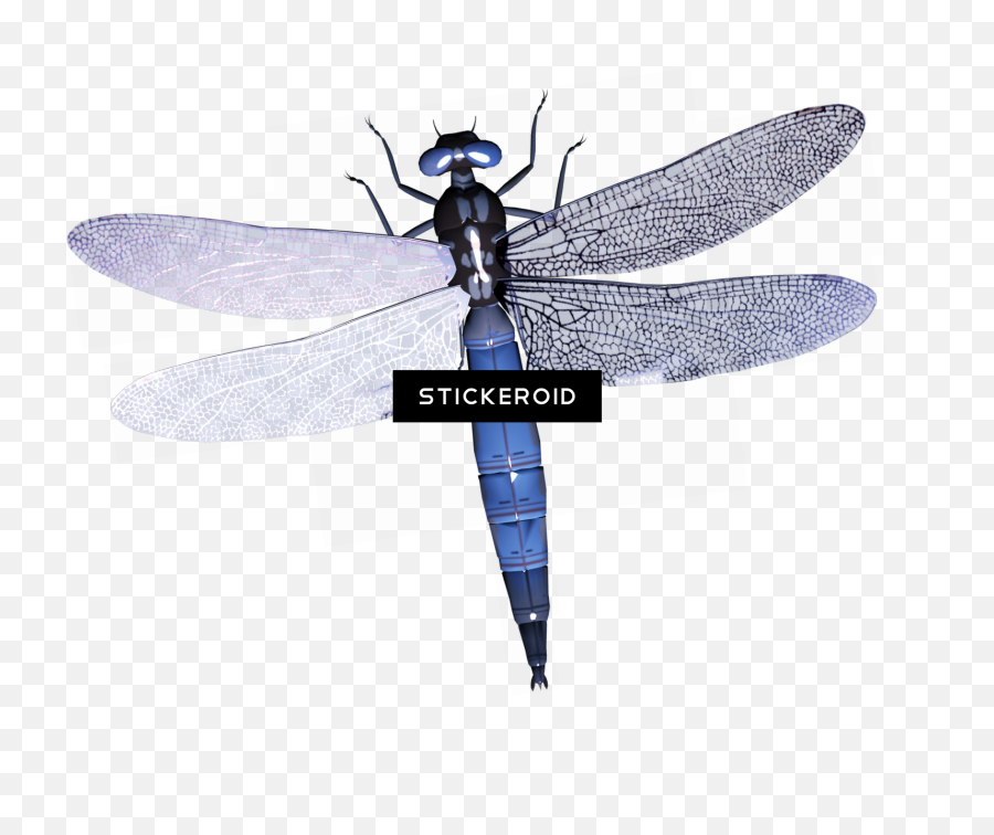 Download Dragonfly Insects - Dragonfly Full Size Png Image Dragonfly Transparent Background,Dragonfly Png