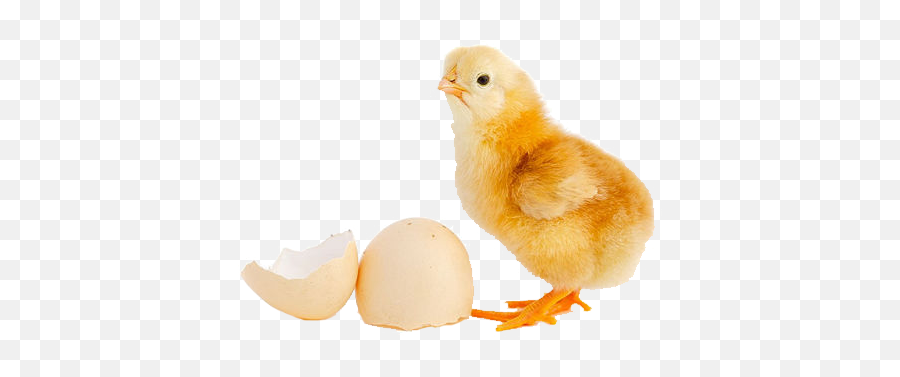 Download Day Old Chick - Chick Meaning Png,Chick Png