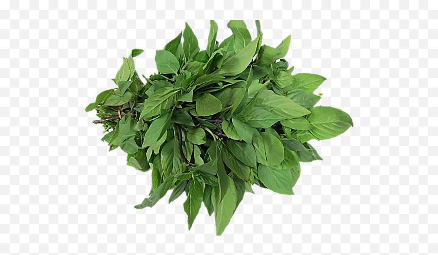 Thai Basil Png 6 Image - Thai Basil Png,Basil Png