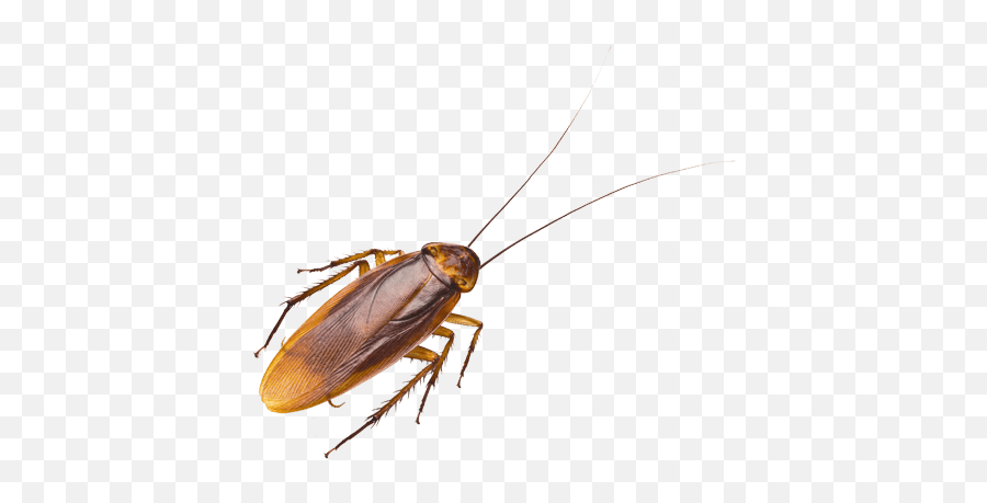 Cockroaches - Imagens De Baratas Voadoras Png,Cockroach Transparent