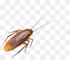 Cockroaches - Imagens De Baratas Voadoras Png,Cockroach Transparent