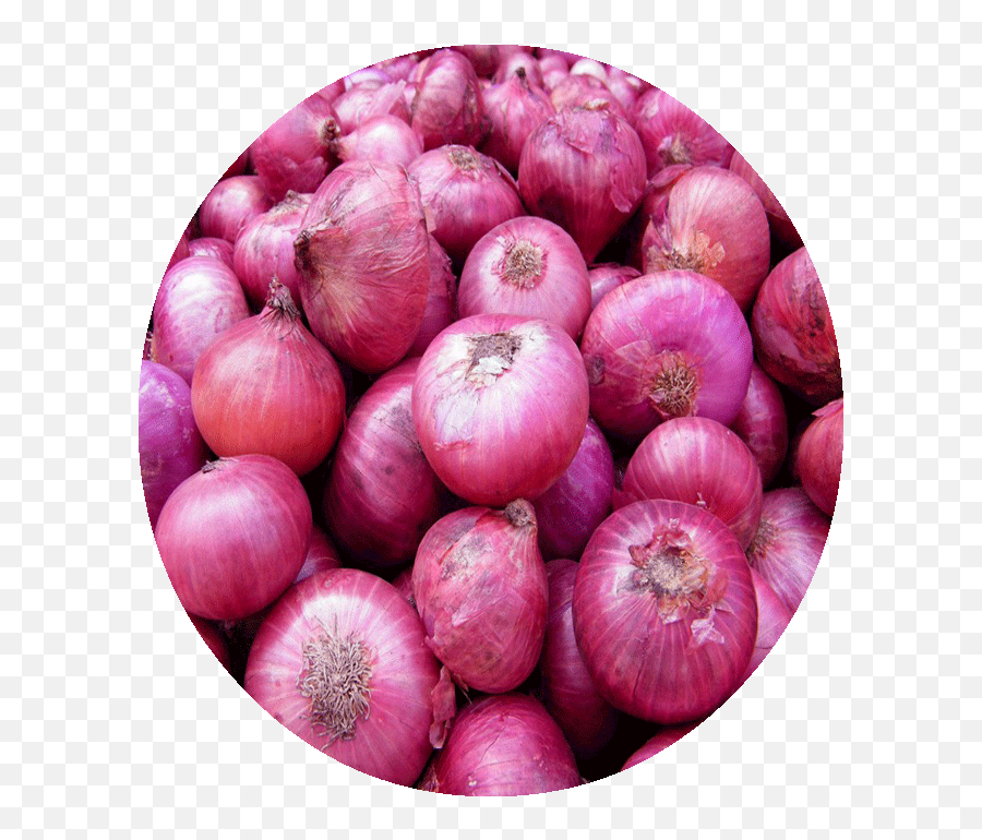 Onion - Onion Pakistan Red Onions Transparent Cartoon Indian Big Onion Png, Onion Transparent Background - free transparent png images 