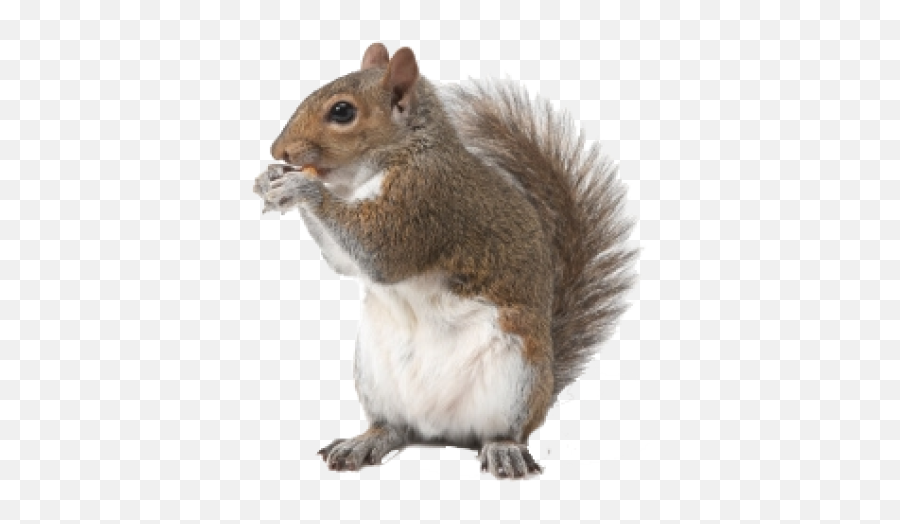 Squirrel Png And Vectors For Free Download - Dlpngcom Squirrel Spikes,Squirrel Transparent