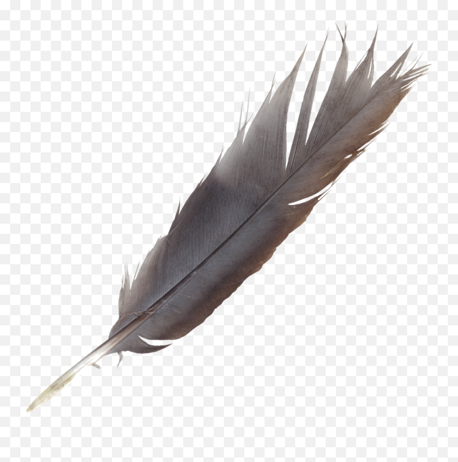 7 Feathers - Transparent Background Quill Transparent Png,Feathers Transparent