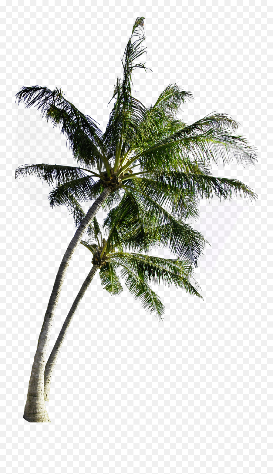 Download Coconut Computer Tree File Free Transparent Image - Transparent Coconut Tree Png,Palm Trees Transparent