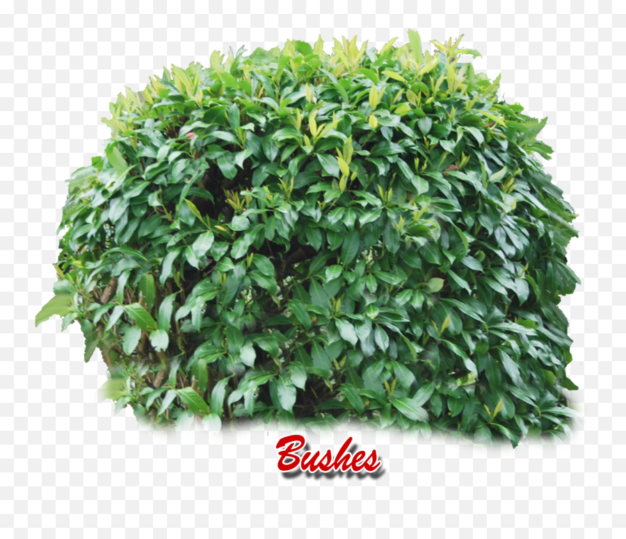 Download Shrubs Png - Transparent Background Bushes Clipart,Shrubs Png