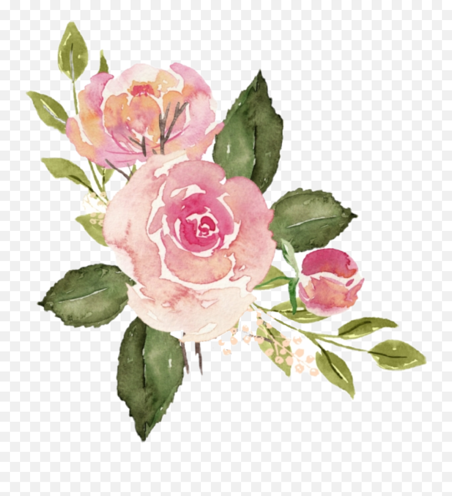 Roses - Watercolor Pink Flower Transparent Png,Pink Rose Transparent Background
