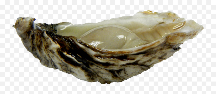 Holiday Menu Planner - Oyster Catalog Tiostrea Chilensis Png,Oysters Png