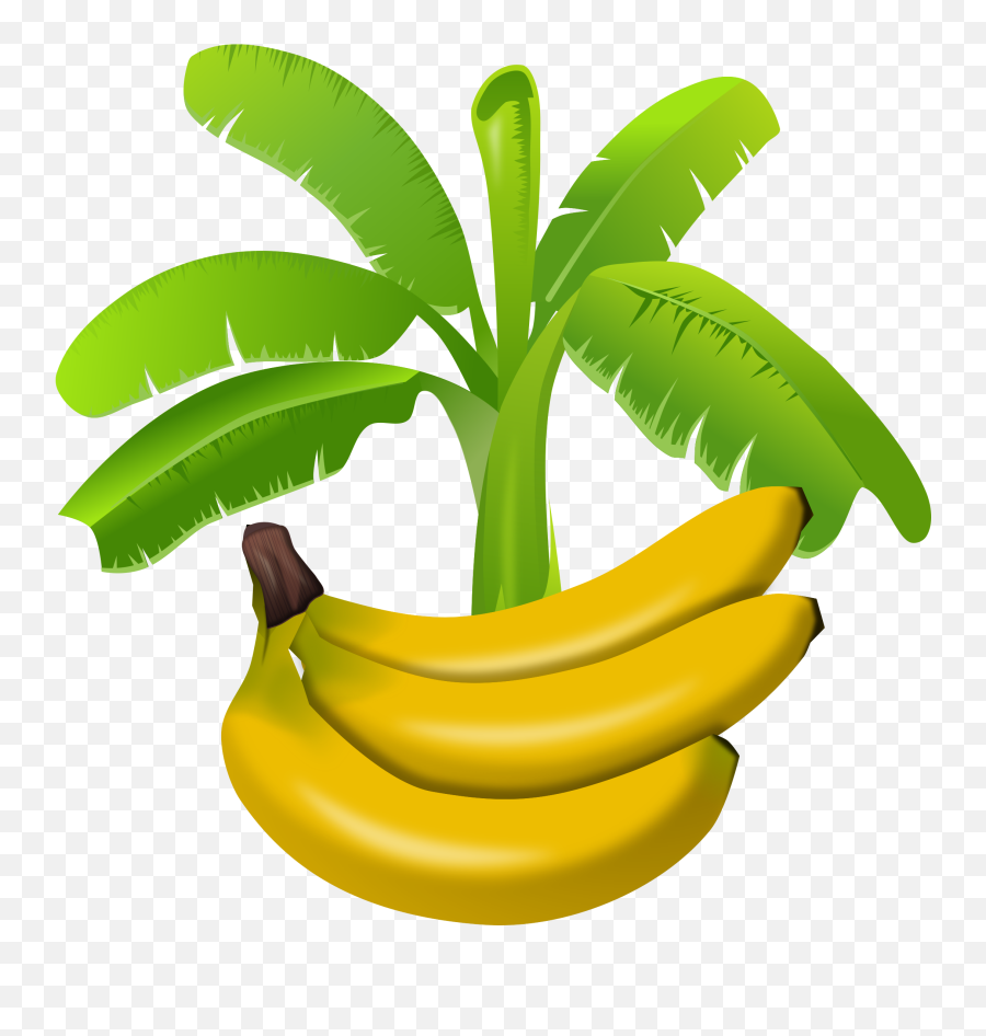 Banana - Food From Plants Clipart Png,Banana Tree Png