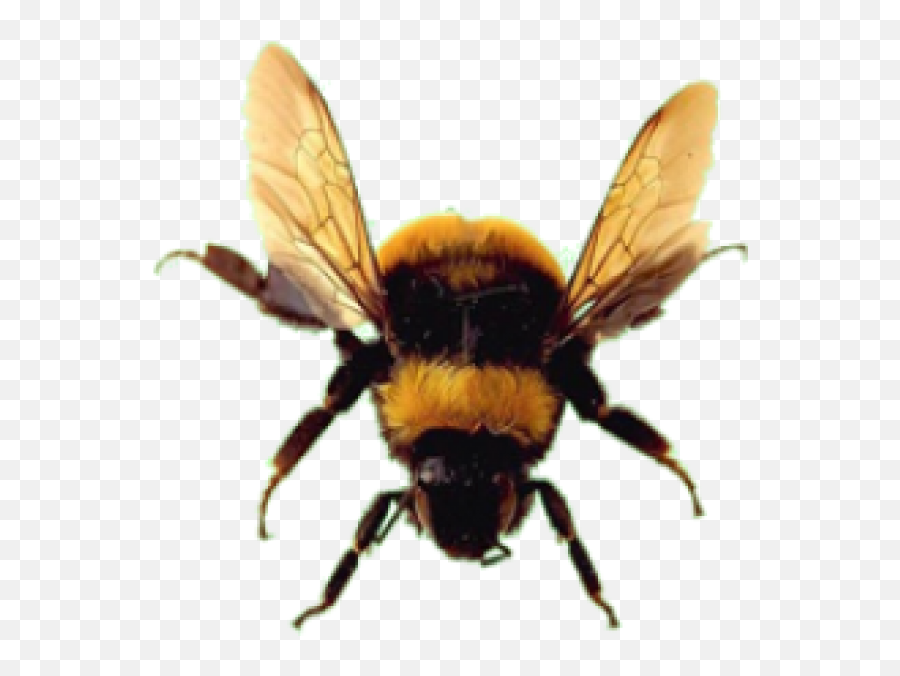 Bee Png Download Free Images - Bumblebee Bee No Background,Honey Bee Png