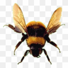 Bee Png Download Free Images - Bumblebee Bee No Background,Honey Bee Png