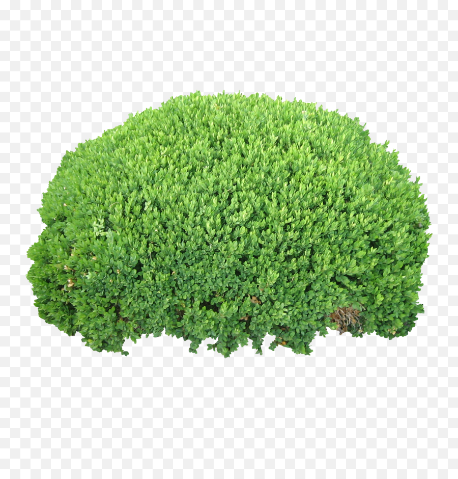 Quality - Bush Png,Hedge Png