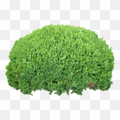 Quality - Bush Png,Hedge Png