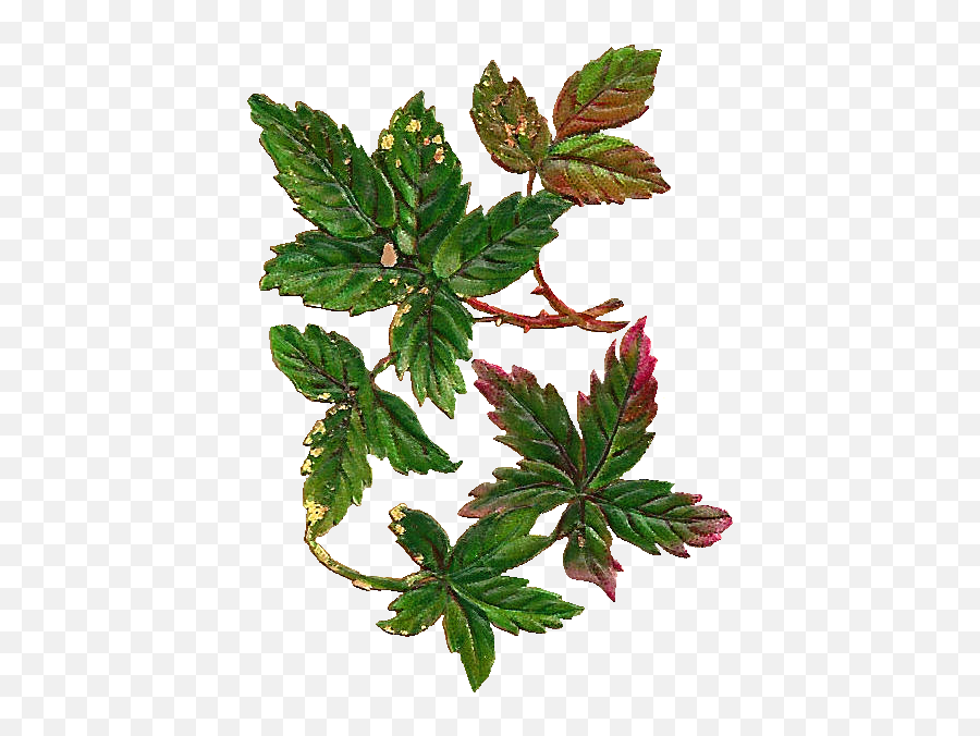 Vintage - Vintage Leaf Png,Mint Leaves Png