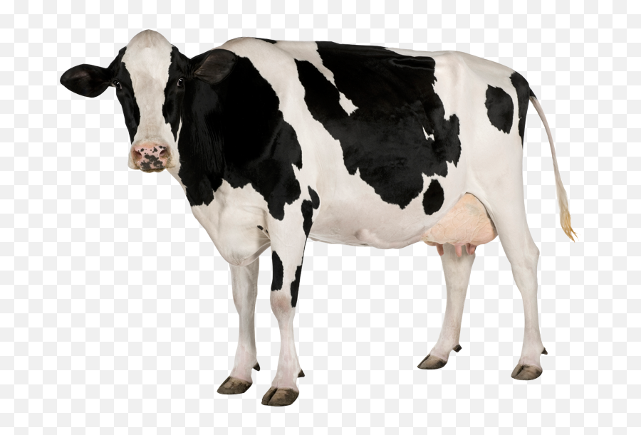 Download Hd Cow Png Image - Cow Transparent Background,Cattle Png