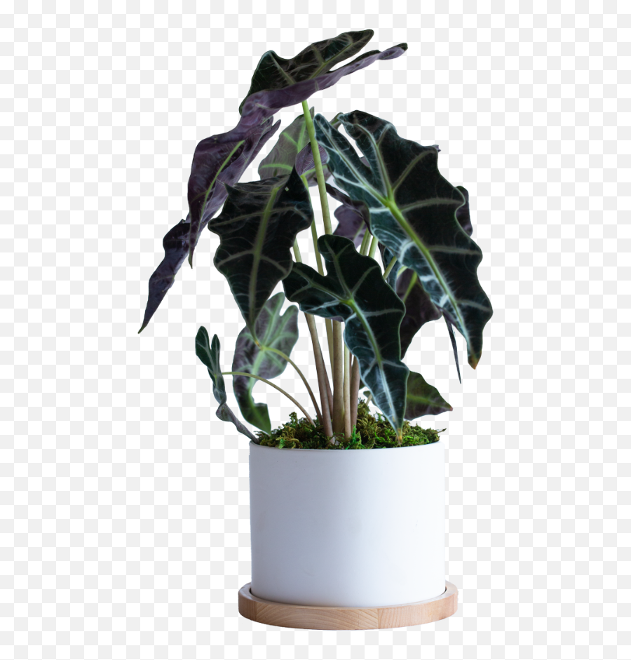Towers Assorted Potted Plant 23 - Flowerpot Png,Potted Plant Png