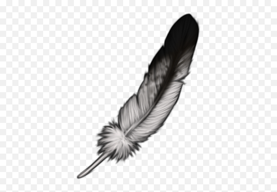 Eagle Feather Png Transparent Images - Animal Product,Eagle Feather Png