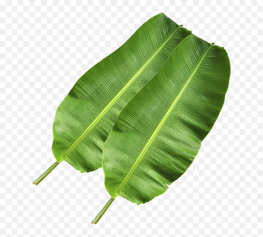 Galaxy Florist - Solid Png,Banana Leaves Png