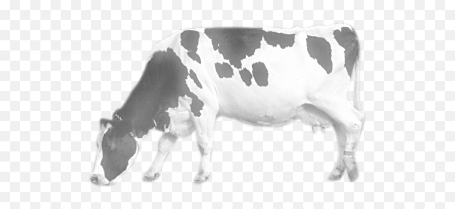 Cow Png Image - Cow Png Image Hd,Cow Transparent