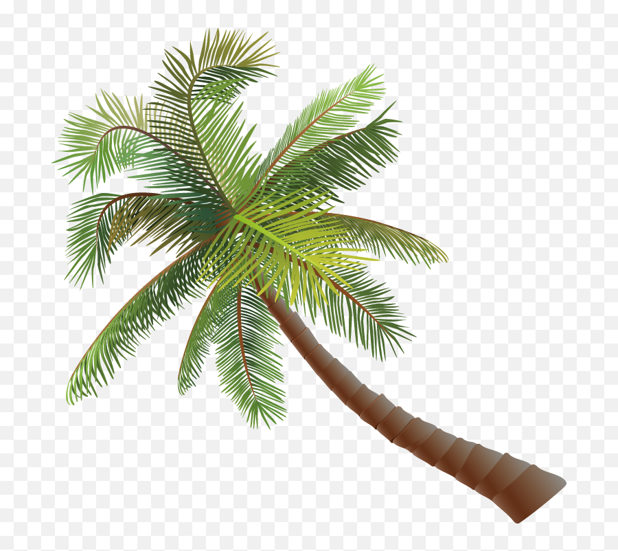 Asian Palmyra Palm Coconut Euclidean Vector - Coconut Tree Vector Coconut Tree Png,Palm Tree Vector Png