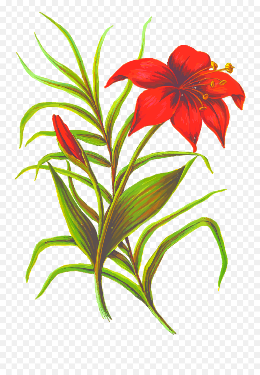 The Best Drawings Of Wild Flowers 23 Ideas - Howtodraw In Flower Leaf Png,Wildflowers Png