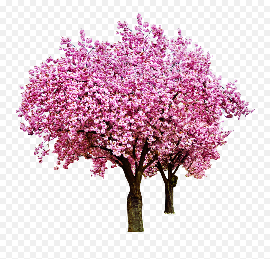 Cherry Tree Png - Cherryblossoms Cherry Blossom Red Bud,Sakura Flower Png