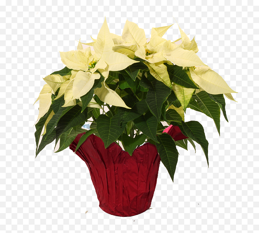 White - Transparent White Poinsettia Png,Poinsettia Transparent Background