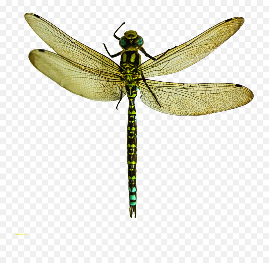 Dragonfly Transparent Dragon Fly - Dragonfly Png Clipart Parasitism,Dragonfly Icon