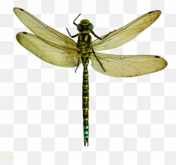 Dragonfly Transparent Fly - Png Clipart Parasitism