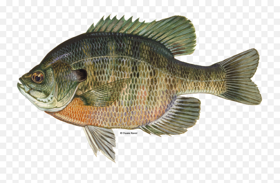 Bluegill - Bluegill Fish Png,Bass Fish Icon