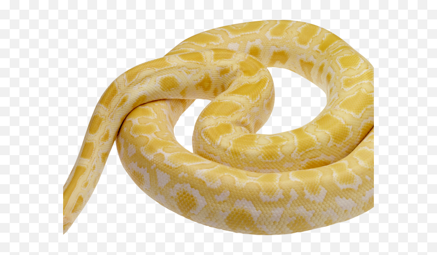 Download Hd Python Clipart Snake Tongue - Snake Png Python White And Yellow Snake,Snake Clipart Png
