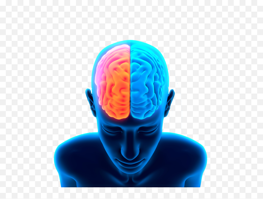 Human Brain Png Transparent Image - Human Brain Hd Png,Human Brain Png