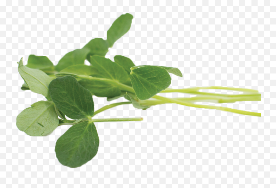 Pea Shoots - Fines Herbes Png,Peas Icon