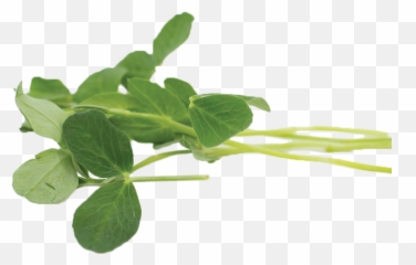 Pea Shoots - Fines Herbes png