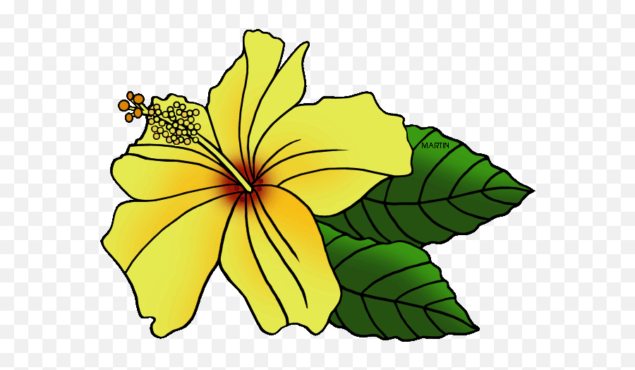 Download Where To Find Hawaiian Borders - Hawaii State Hawaii State Flower Clip Art Png,Hawaiian Flowers Png