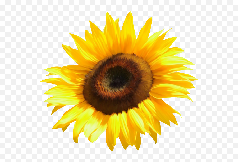Common Sunflower Clip Art - Watercolor Transparent Watercolor Sunflower Png,Watercolor Sunflower Png