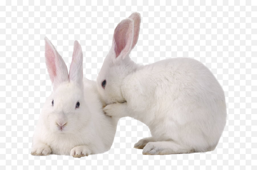 White Rabbit Png Photo