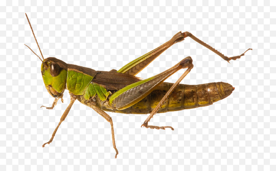 Download Free Png Grasshopper - Grasshopper Png,Grasshopper Png