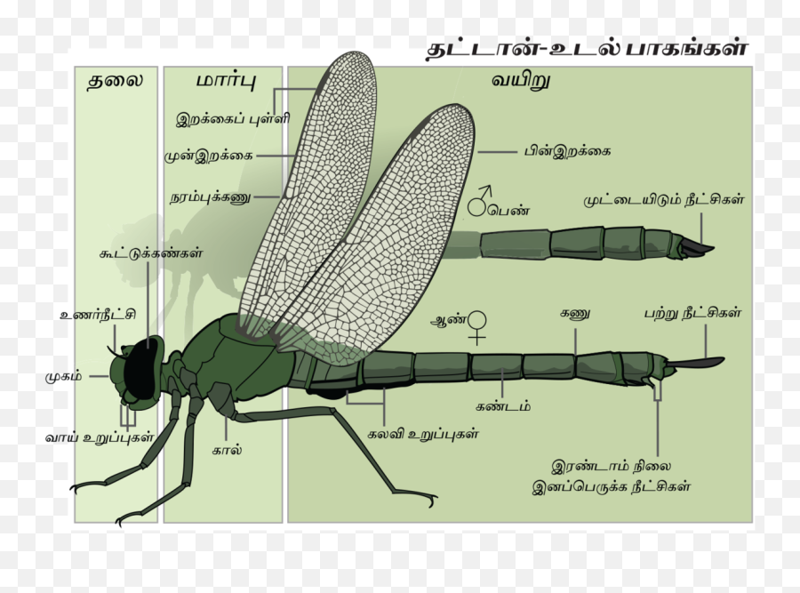 Filedragonfly Anatomy Tamil - Finalpng Wikimedia Commons Anatomy Of A Dragonfly,Dragonfly Png