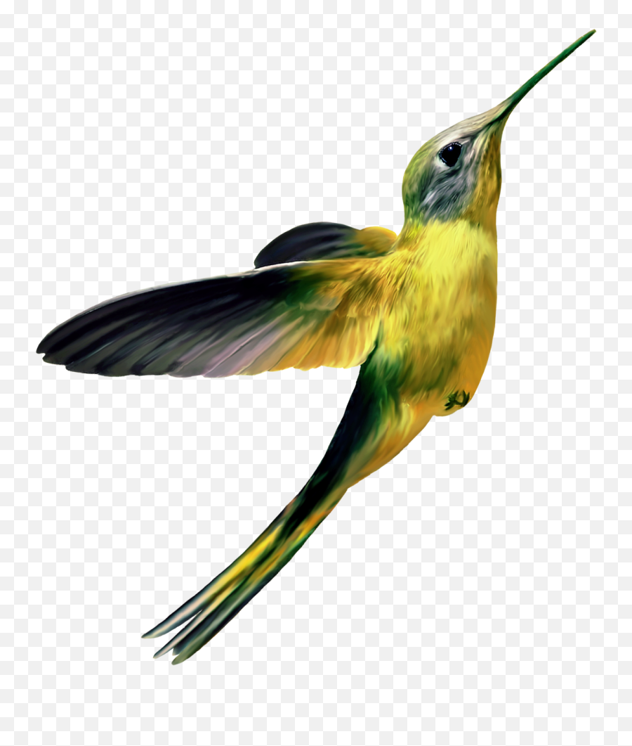 Hummingbird Png - Hummingbird Yellow,Hummingbird Transparent